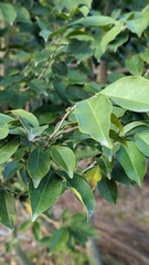 Aquilaria sinensis