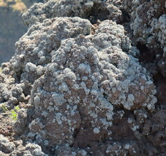 Lecanoromycetes