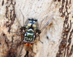 Chrysorutilia