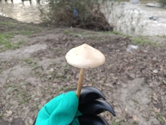 Conocybe apala
