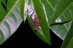Cardiodactylus guttulus