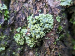 Phaeophyscia orbicularis