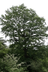 Quercus castaneifolia