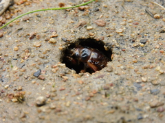 Gelidea torrida