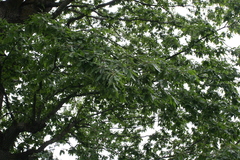 Quercus castaneifolia
