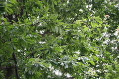Quercus castaneifolia