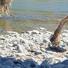 Anthus novaeseelandiae