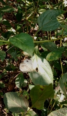 Leptosia nina