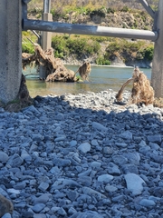 Anthus novaeseelandiae