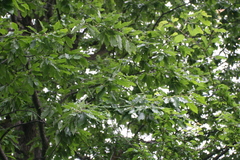 Quercus castaneifolia