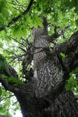 Quercus castaneifolia