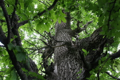 Quercus castaneifolia