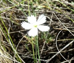 Dianthus ramosissimus