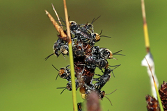 Lipotriches australica