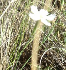 Dianthus ramosissimus