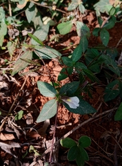 Blepharis maderaspatensis