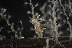 Eubranchus scintillans