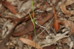 Suhpalacsa subtrahens