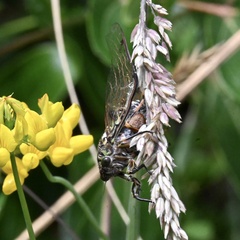 Amphipsalta cingulata