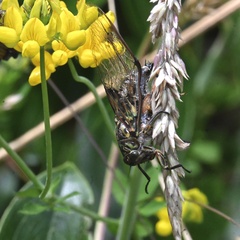 Amphipsalta cingulata