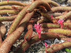 Cleistocactus winteri