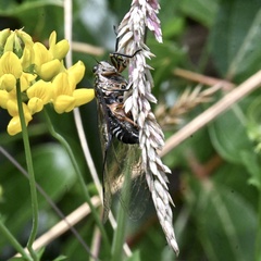 Amphipsalta cingulata