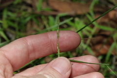 Ottochloa gracillima