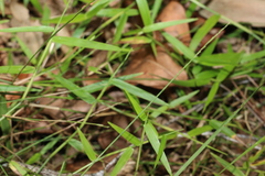 Ottochloa gracillima