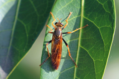 Neosaropogon