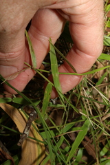 Ottochloa gracillima