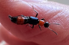 Paederus cruenticollis