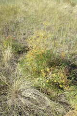 Peucedanum morisonii