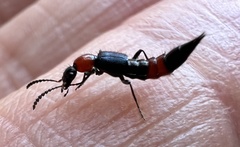 Paederus cruenticollis