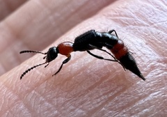 Paederus cruenticollis