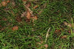 Ottochloa gracillima