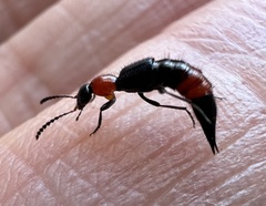 Paederus cruenticollis