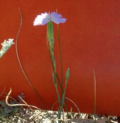 Dianthus ramosissimus