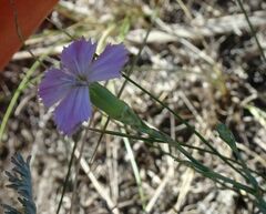 Dianthus ramosissimus