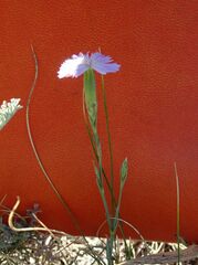 Dianthus ramosissimus