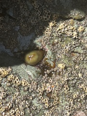 Isactinia olivacea