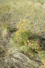 Peucedanum morisonii