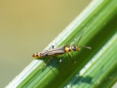 Chauliognathus sydneyanus