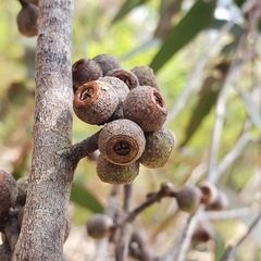 Eucalyptus capitellata