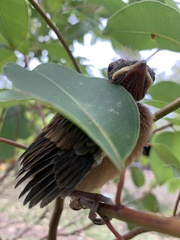 Pachycephala pectoralis