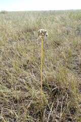 Allium strictum