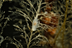 Ancula gibbosa
