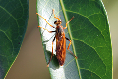 Neosaropogon