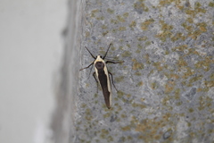 Monosyntaxis affinis