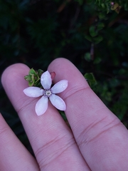 Philotheca buxifolia