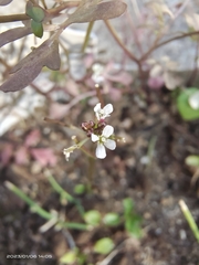 Cardamine flexuosa